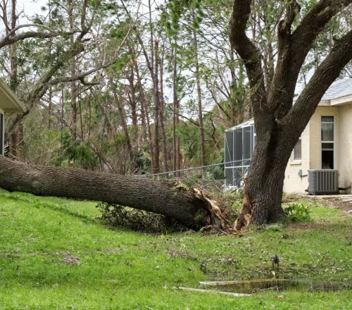 Advanced Tree Service: Solutions for Tree Removal and Preservation