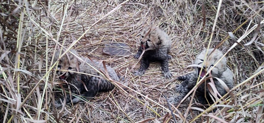 Namibian cheetah gives birth to three cubs at India’s Kuno park - Asiantimes