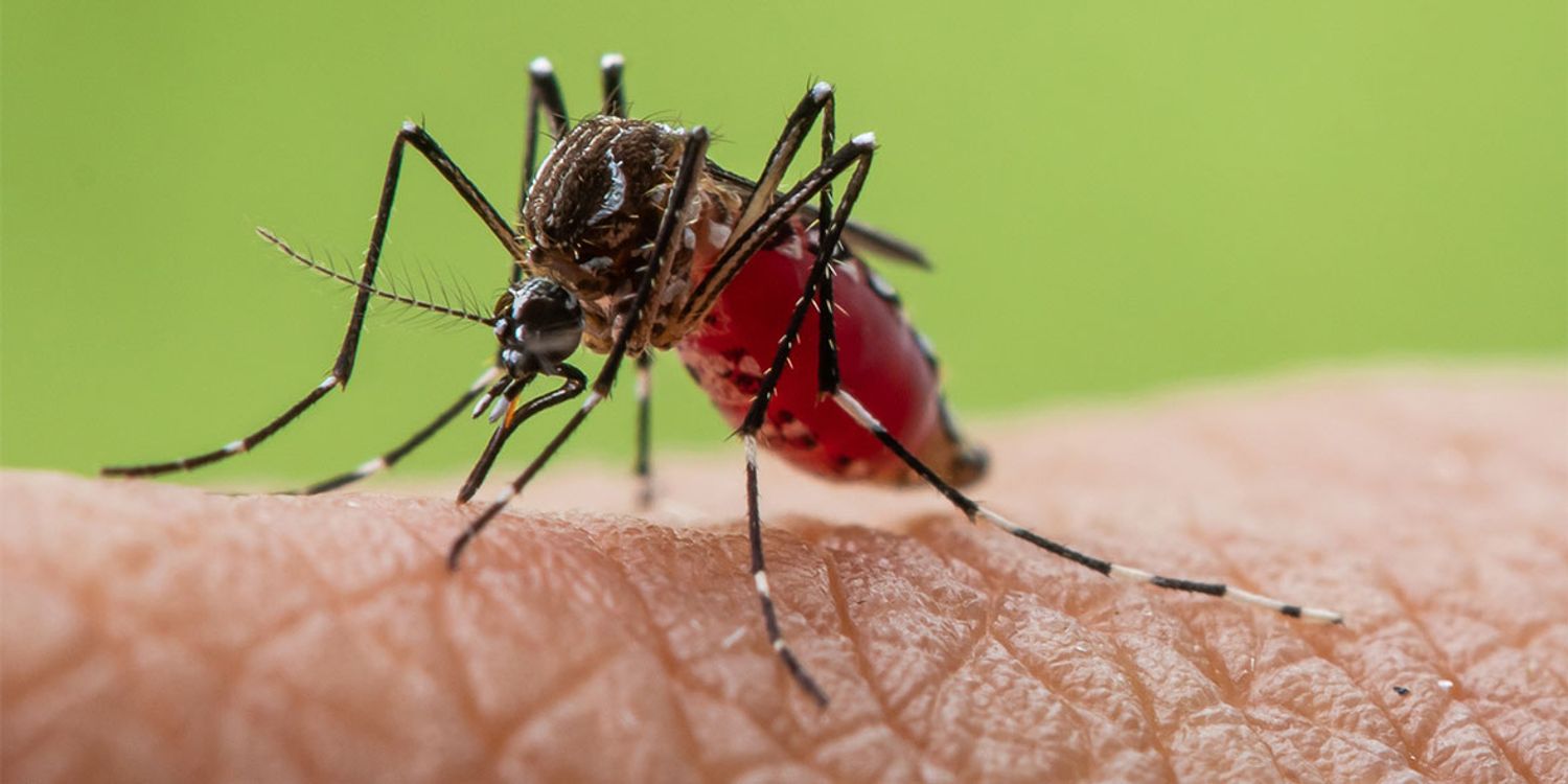 Mosquito Borne Disease Market Driven by Rising Prevalence