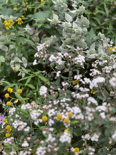 Exploring the Natural Beauty with Clustered Mountain Mint
