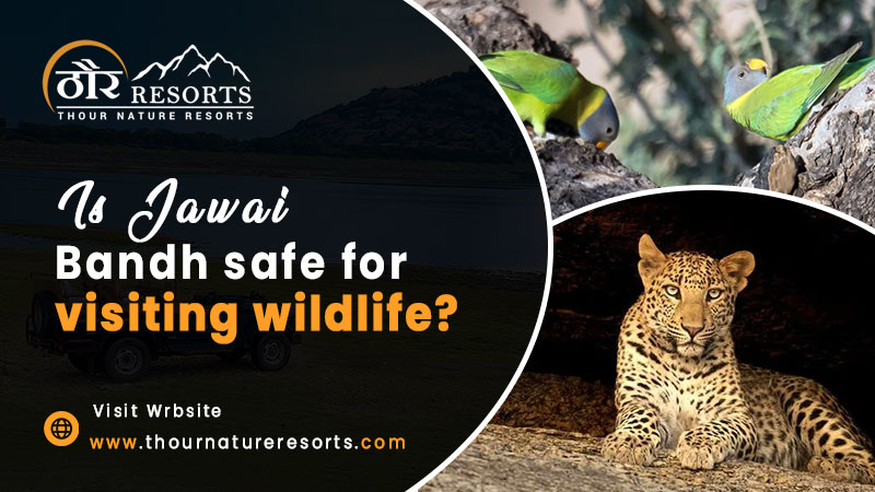 Is Jawai Bandh safe for visiting wildlife? - Article Book
