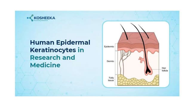 Exploring The Power Of Human Epidermal Keratinocytes In Research And Medicine | PPT