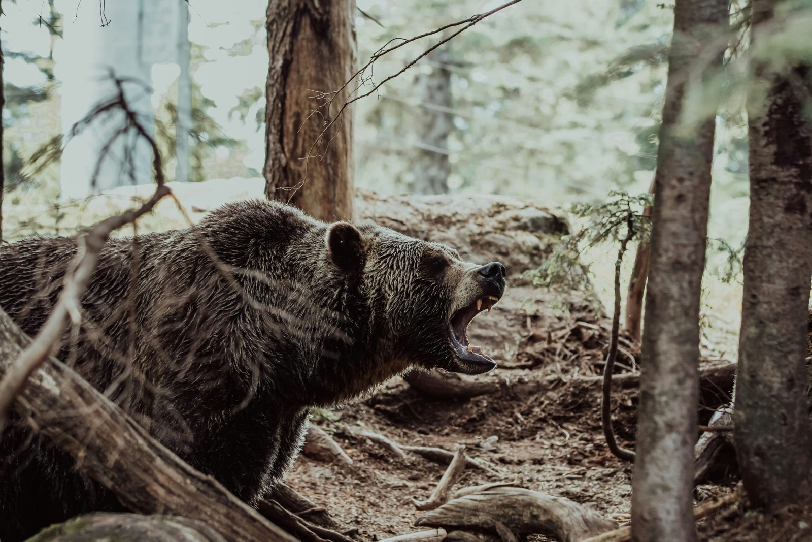 Bear Safety: How To Safely Hike Through Bear Country - Rugged Roll