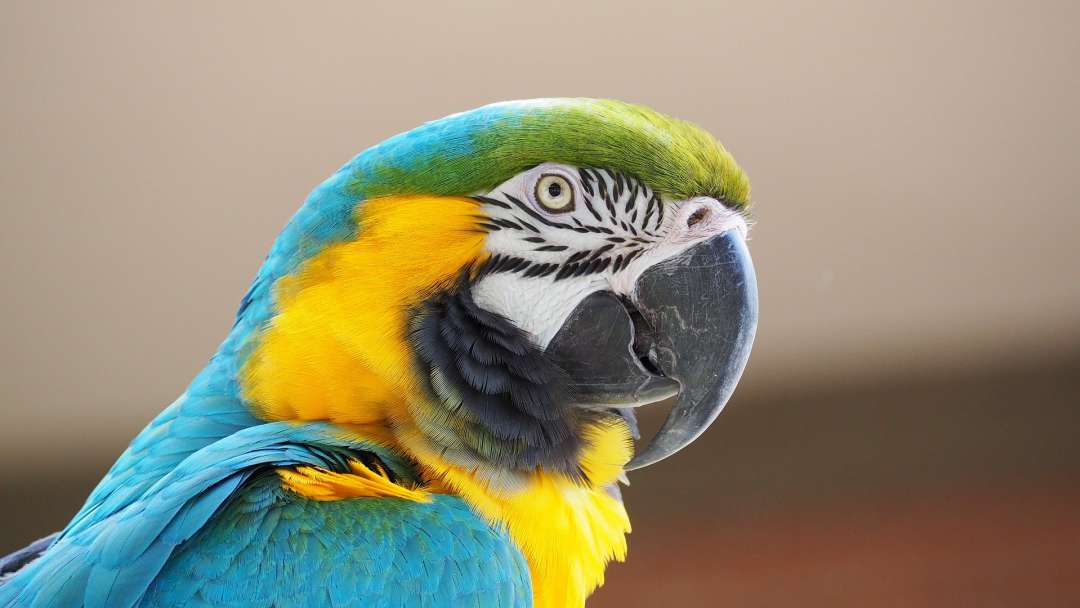 What Is The Price Of Macaw Parrot In India Exactly? | Storify News