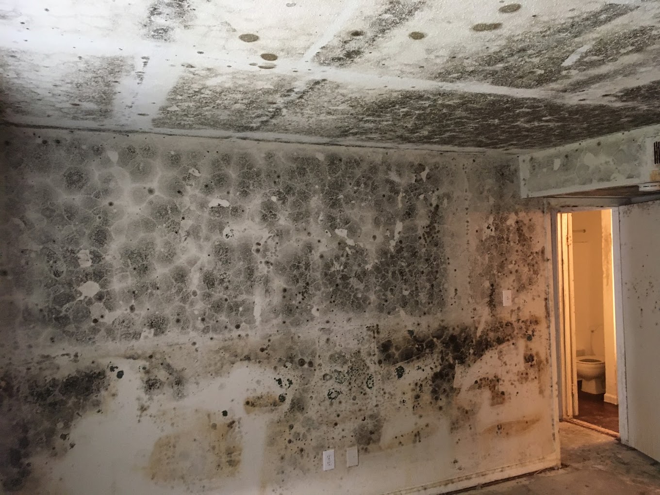 Mold Testing Baltimore MD | Professional Mold Assessment Services
