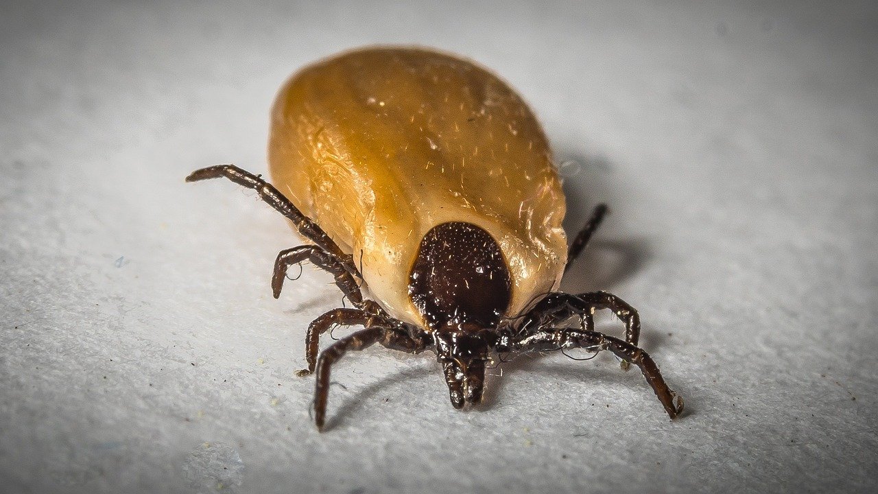 Ticks: Everything Hikers Should Know - Rugged Roll