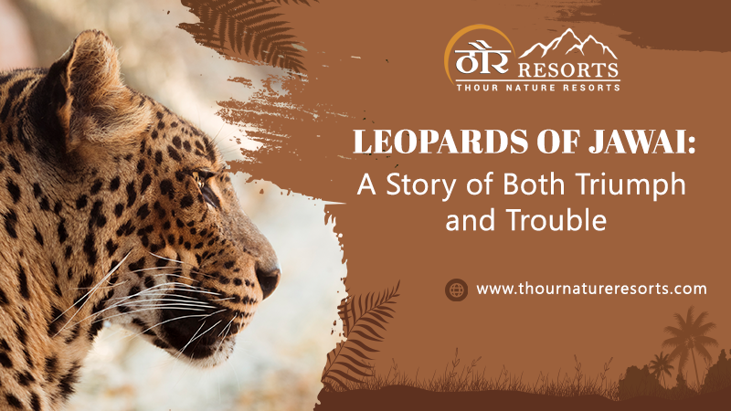 Leopards of Jawai: A Story of Both Triumph and Trouble