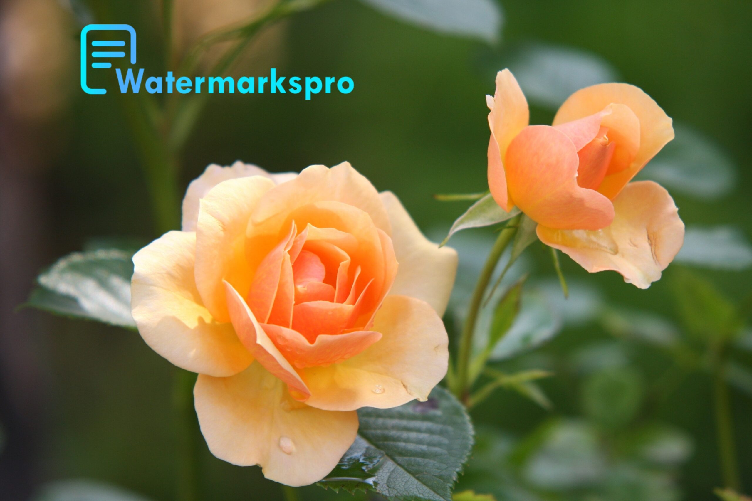 How To Bulk Watermark Images For Free - Watermarks Pro