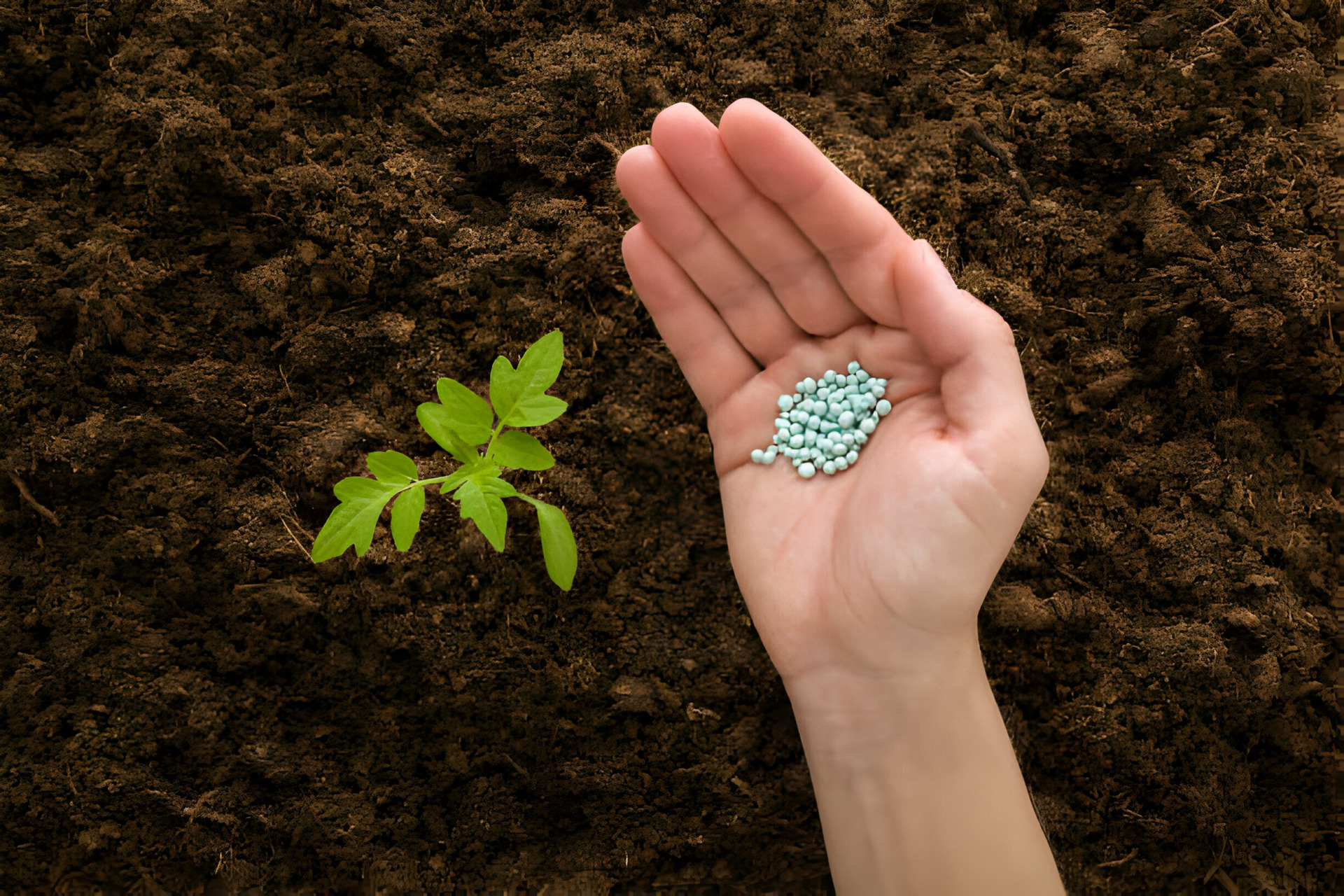 Fertilizantes: nutrir las plantas desde la raíz hasta la floración