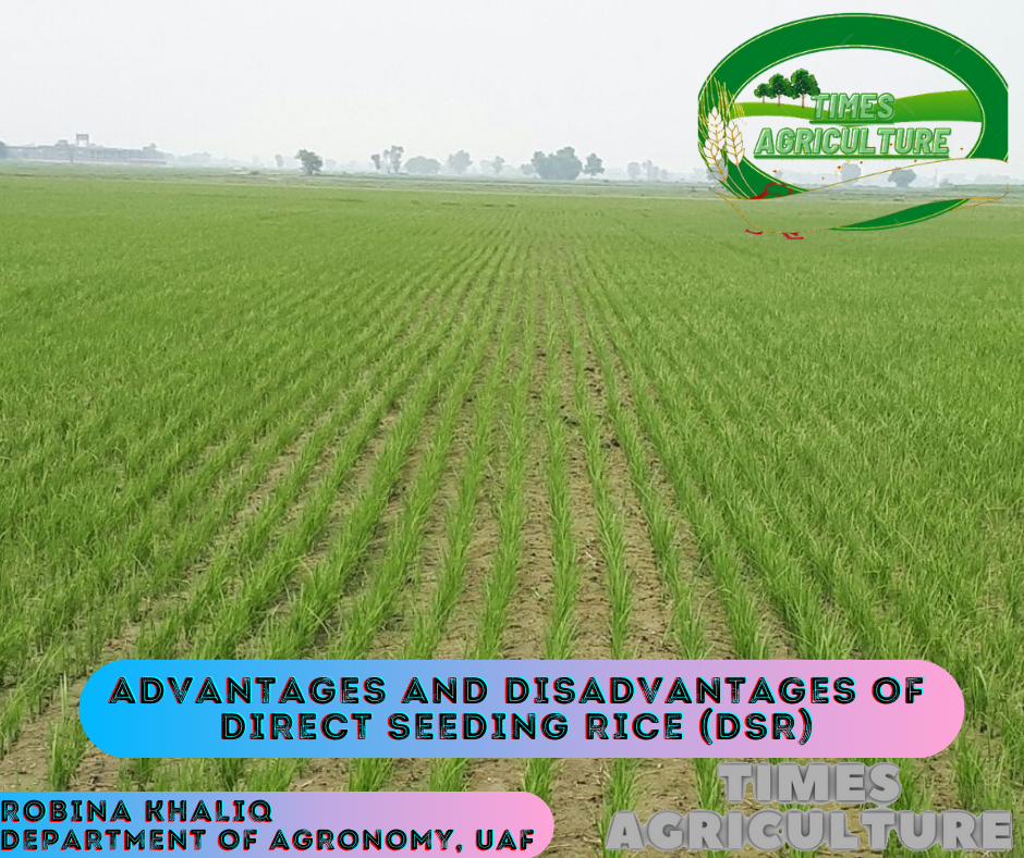 Advantages and Disadvantages of Direct Seeding Rice (DSR) - Times Agriculture