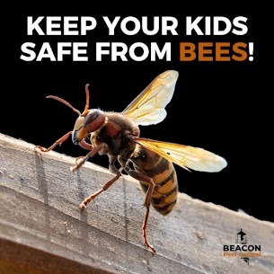 The Ultimate Guide to Safe Bee and Wasp Nest Removal by Beacon Pest Control – @beaconpestcontrol on Tumblr