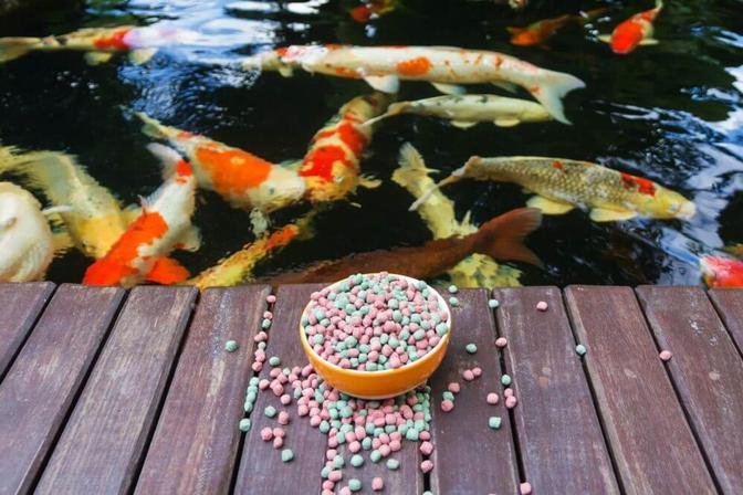 A Guide to Fish Food: Ensuring Your Aquatic Pets Thrive