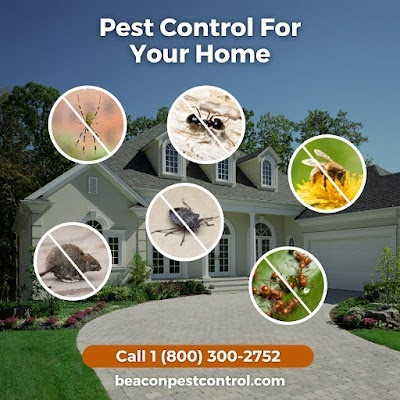 Top 5 Beacon Pest Control Services: Expert Solutions for Ants, Spiders, Rodents, Termites, and Bees