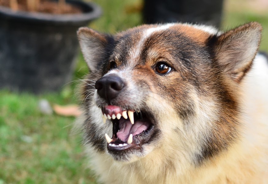 Speak With An Experienced Dog Bite Lawyer