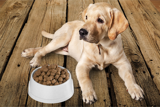 The Best Dry Dog Food for Your Furry Friend: Top Benefits and Selection Tips