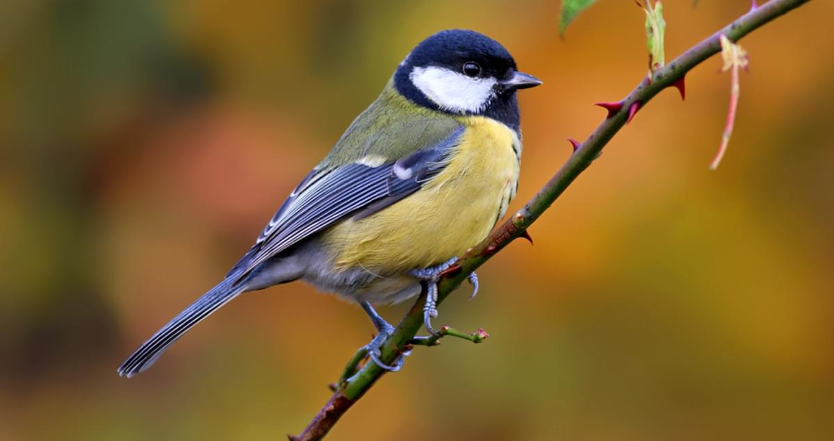 Feeding Tips for Tit Birds: What to Offer and How to Set Up Feeders