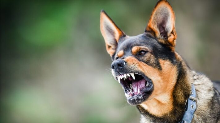 Reasons You Need a Dog Bite Lawyer in Lancaster, PA