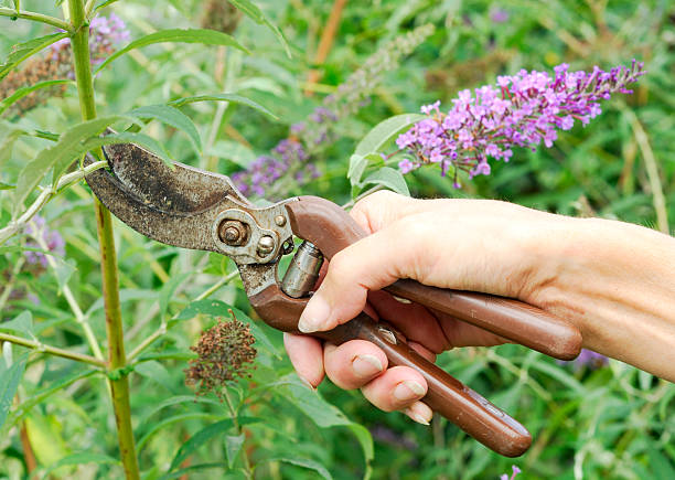 Types of Pruning Secateurs and Their Uses - Kinked Press