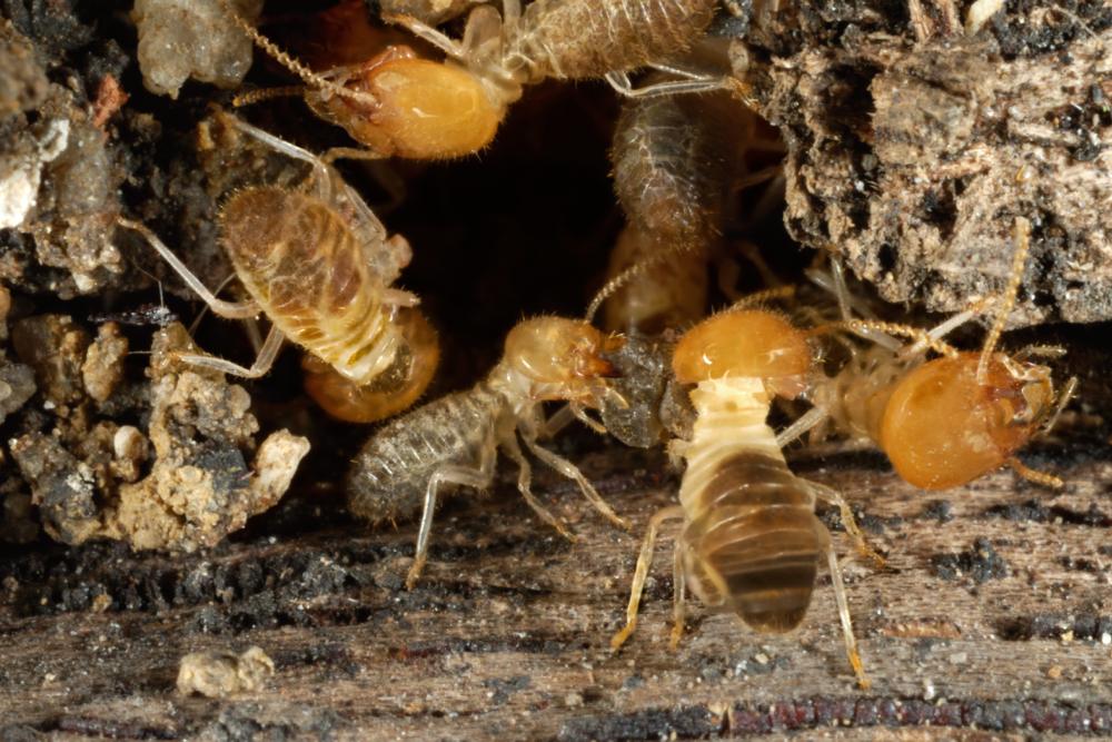 Brisbane Termite Infestations: When to Schedule an Inspection