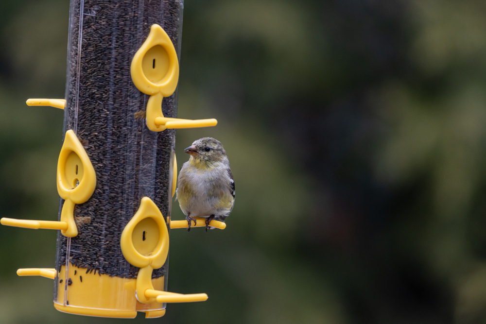 Shu Jen - 4 Things to Expect from a Well-Guided China Birding Tour