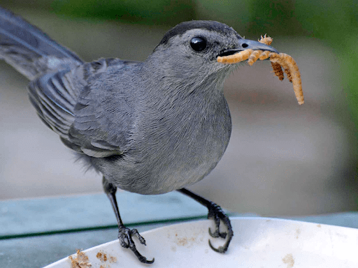 From Farm to Table: The Journey of Mealworms as a Food Source for Birds