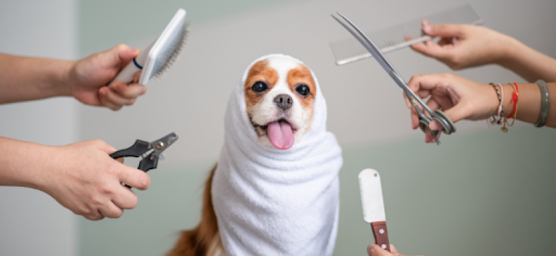 Effective Tips for Grooming an Aggressive Dog | Petzooie