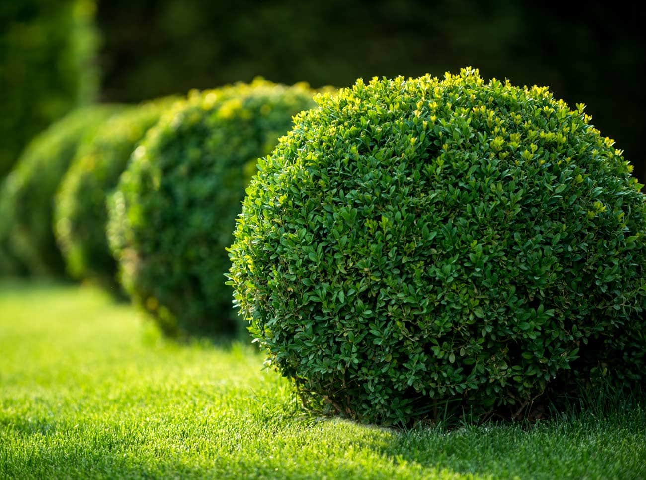 Boxwoods in MI – Purchasing and Growing Boxwoods in Michigan – English Gardens of Royal Oak, Clinton Township, Dearborn Heights, West Bloomfield, Plymouth and Eastpointe MI