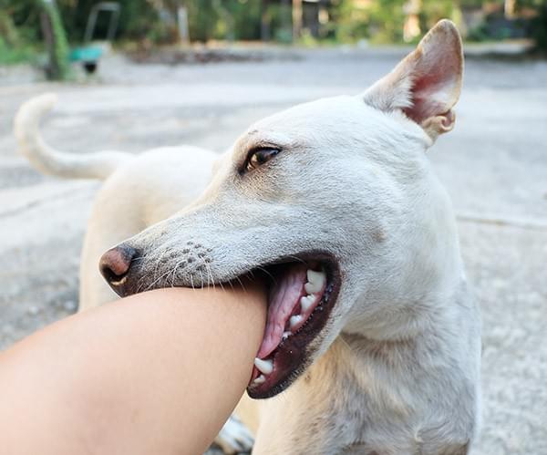 Case Studies: Successful Dog Bite Settlements