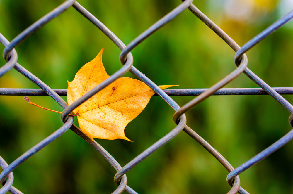 Professional Chain Link Fence Installation in Apex, NC